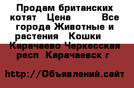 Продам британских котят › Цена ­ 500 - Все города Животные и растения » Кошки   . Карачаево-Черкесская респ.,Карачаевск г.